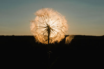 Silhouette dandelion on field against sky during sunset