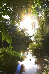 Sun shining through trees in lake