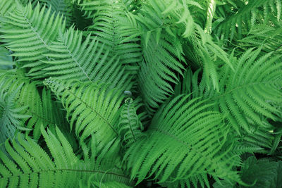 Green fern leaves are taken in close-up