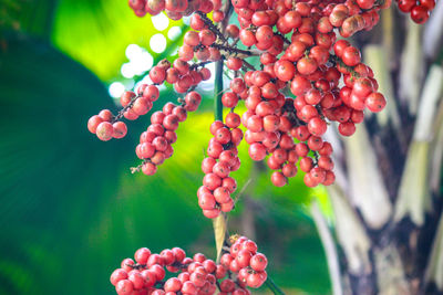 Close-up of berries growing on tree