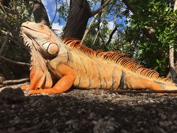 Close-up of lizard on tree