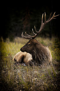 The elk, canada