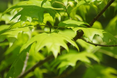 Close-up of fresh green leaves