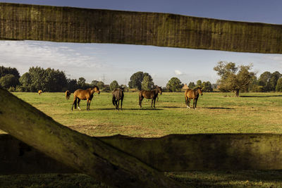 Horses grazing in field