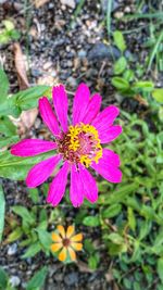 flowering plant