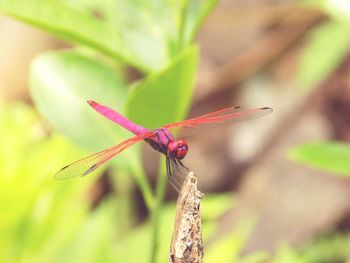 Close-up of damselfly on plant