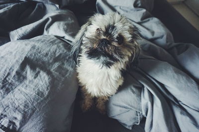 High angle view of dog sitting on bed