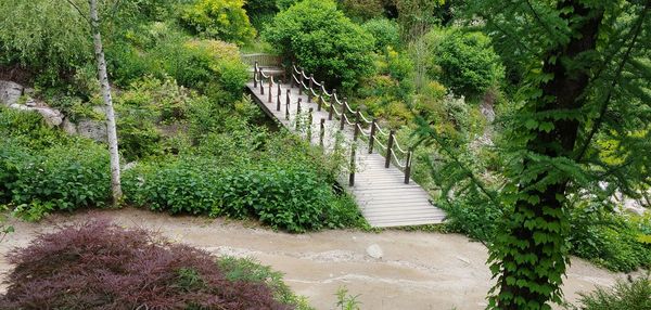 Footpath amidst trees