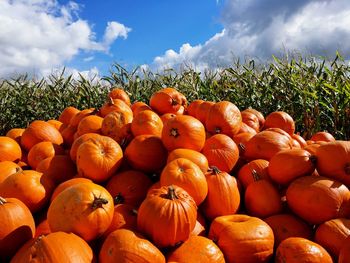 Close-up of pumpkins against sky