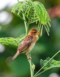Close-up of bird perching on plant
