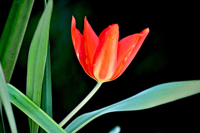 Close-up of day lily blooming outdoors