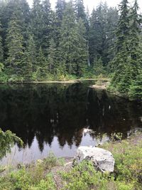 Scenic view of lake in forest