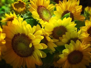 Macro shot of sunflower