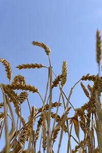 Low angle view of plants against clear sky