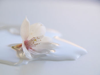 Close-up of white rose flower