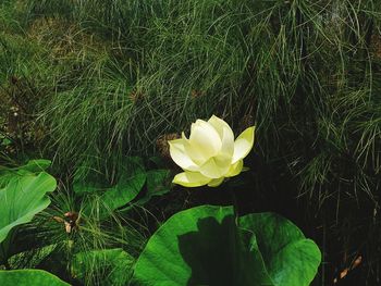 Close-up of lotus water lily