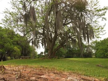 Trees on grassy field