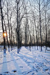 Bare trees on snow covered field against sky