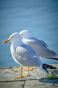 Close-up of seagull