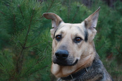 Close-up portrait of dog