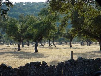 Trees on field