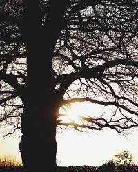 Silhouette tree against sky during sunset