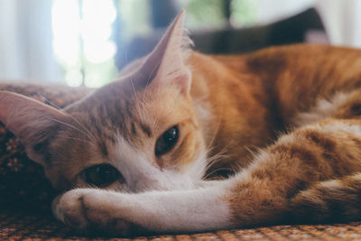 Close-up portrait of cat lying down at home