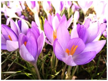 Close-up of purple crocus blooming outdoors