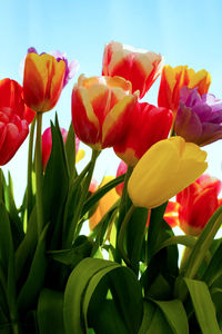 Close-up of red tulips blooming against sky