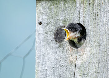 Close-up of a bird