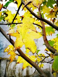 Close-up of yellow tree against sky