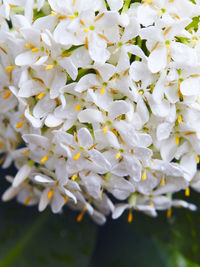 Close-up of white flowers blooming outdoors