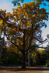 Autumn trees against sky