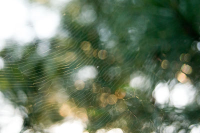 Close-up of spider web