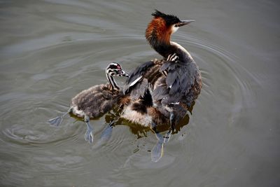 Great crested grebe with her chick