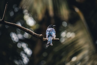 Close-up of bird flying