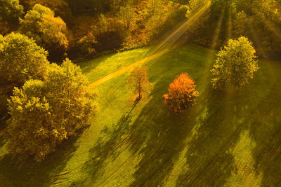 High angle view of trees on field