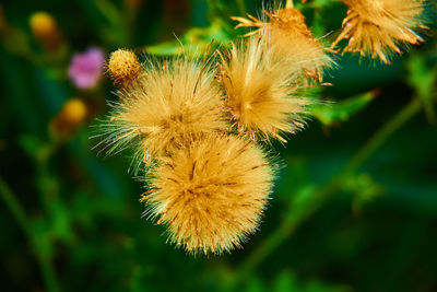 Close-up of plant