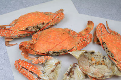 dungeness crab