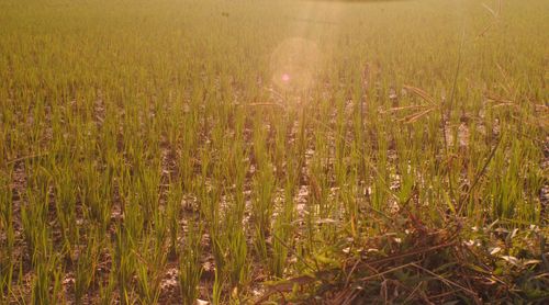 Scenic view of wheat field against bright sky