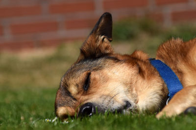 Close-up of a dog lying on field