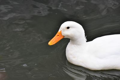 Close-up of swan swimming in lake