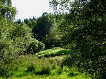 Trees growing in forest