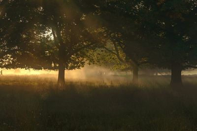 Trees on field in forest