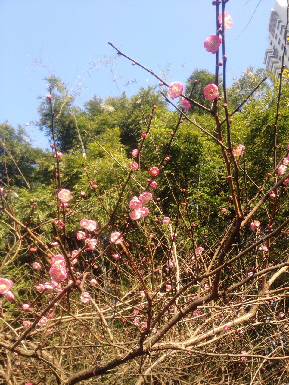 tree, growth, nature, fruit, no people, low angle view, outdoors, plant, day, freshness, branch, sky, beauty in nature, close-up