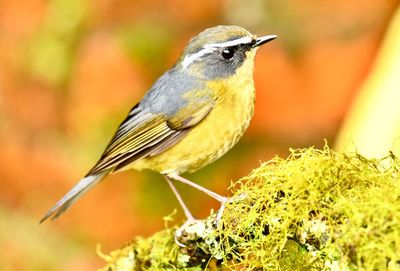 Close-up of bird perching on a plant