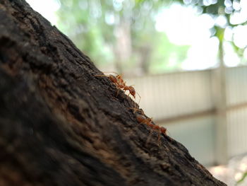 Close-up of insect on tree trunk