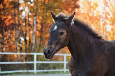 Close-up of horse