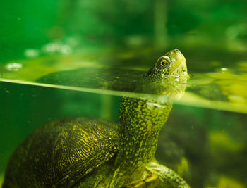 Close-up of fish swimming in sea