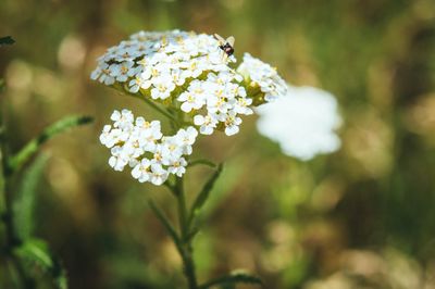 Close-up of insect on white flower